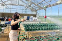 Shoshannah watering plants in greenhouse, summer 2022